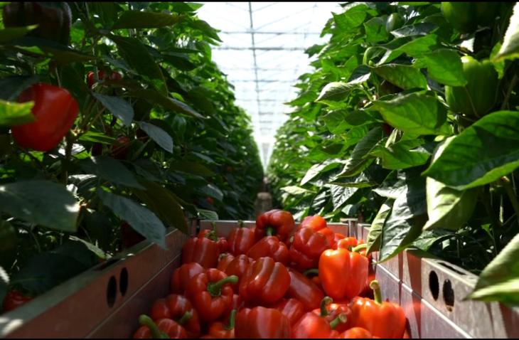 ripe red peppers in a leafy glasshouse
